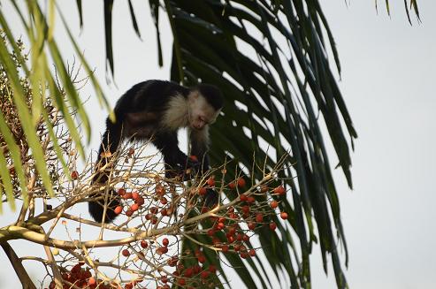 capuchin monkeys