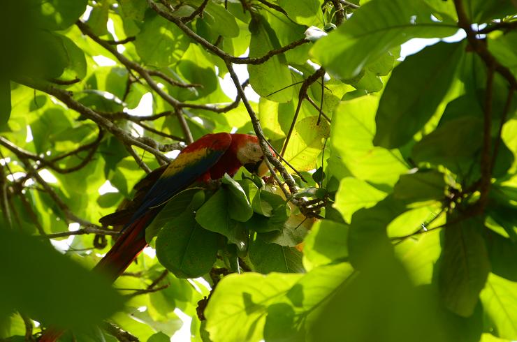 macaw