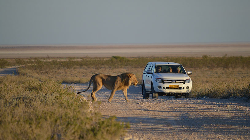 Pick a budget Safari package