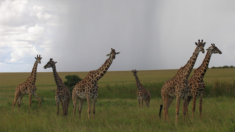 Maasai Mara National Reserve