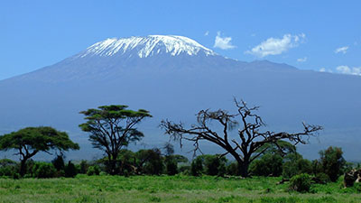 Amboseli National Park Elephants