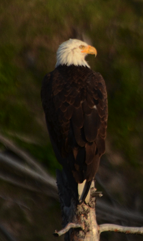 bald eagle