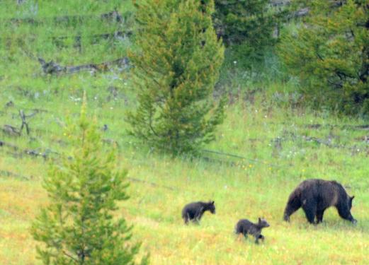 bear cubs