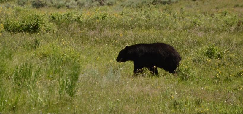 black bear