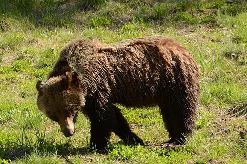 grizzly bear