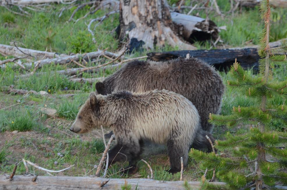 grizzly bear cub