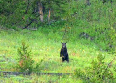 grizzly bear cubs