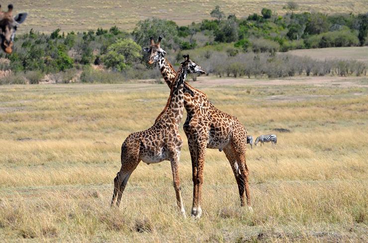 african safari girraffes