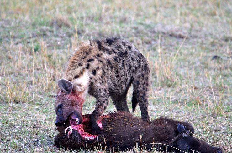 african safari hyena