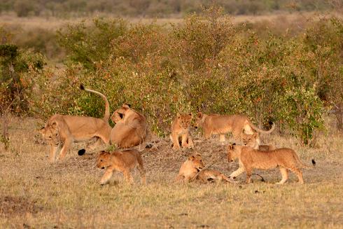 kenya safari lion