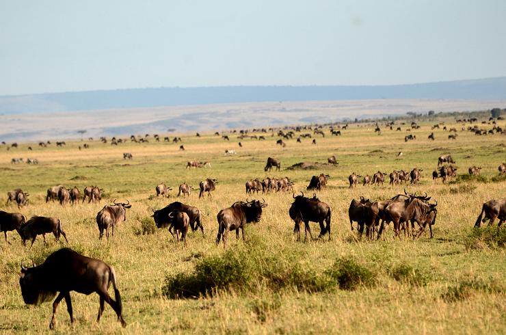 kenya safari wildebeest