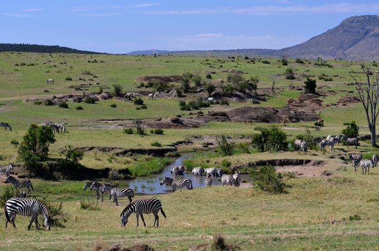 african kenya safari zebra