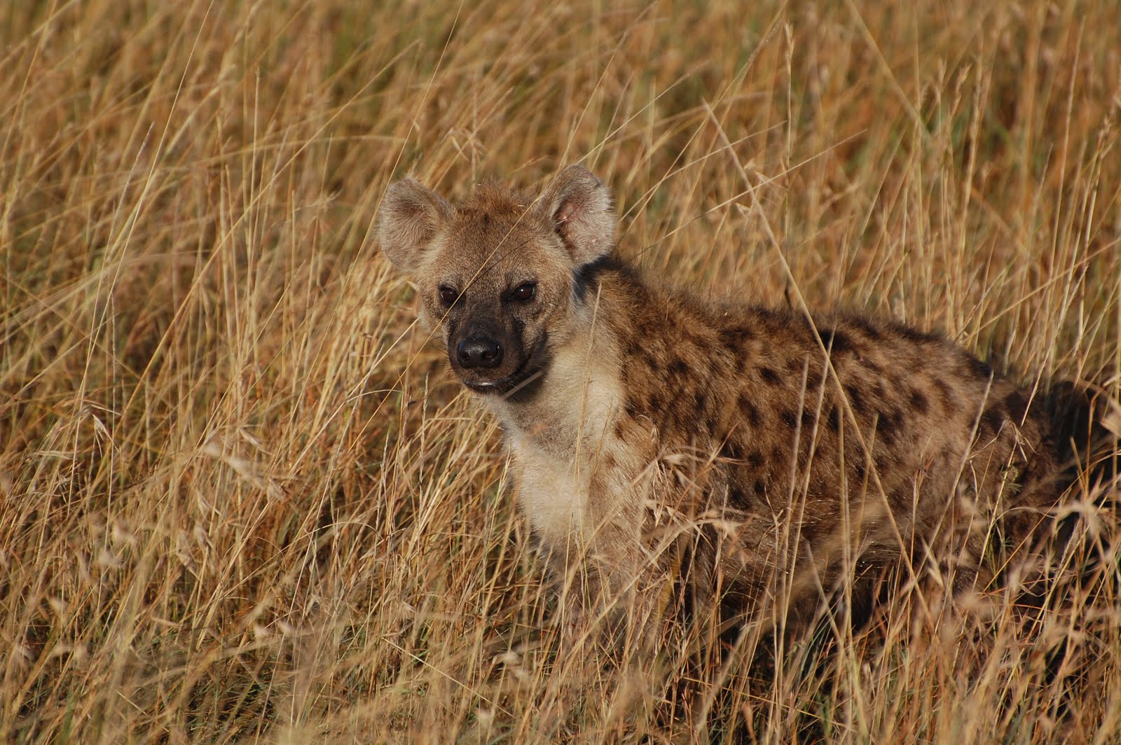 african safari cheetah