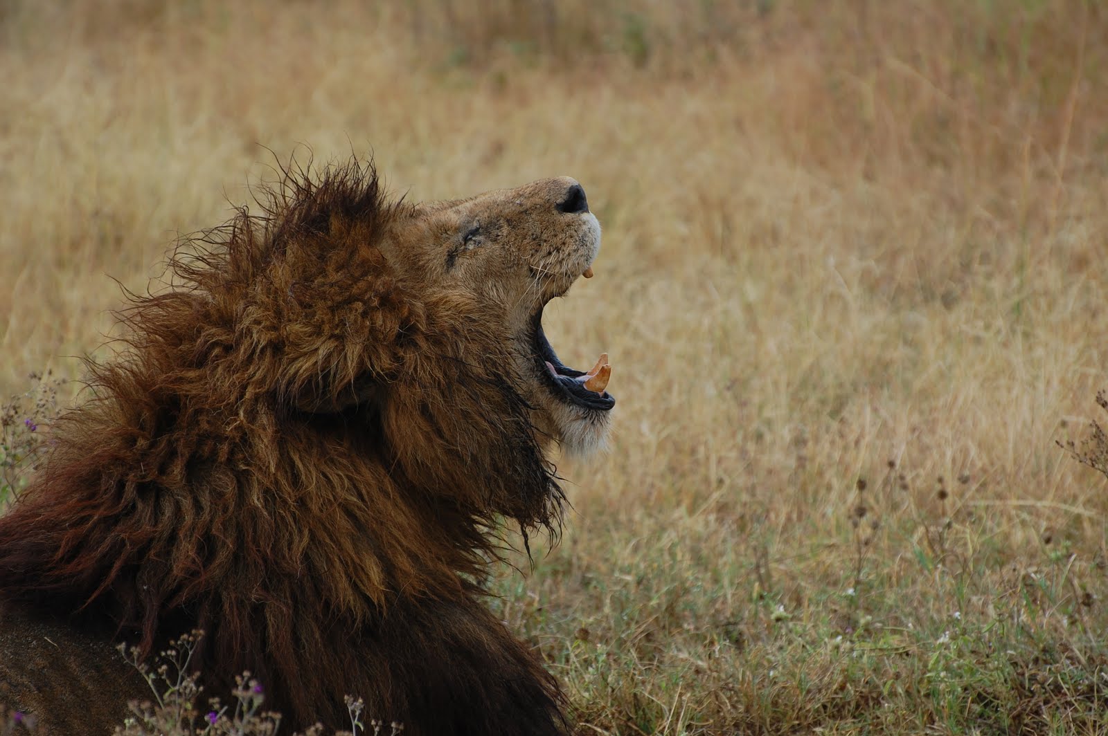 african safari lion with mane