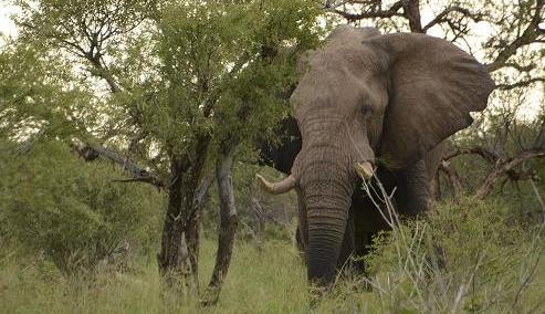 african elephant