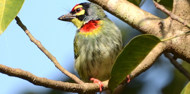 copper smith barbet India